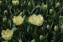 Creme Upstar Tulip (Tulipa 'Creme Upstar') at Stonegate Gardens