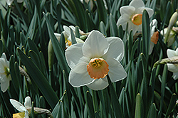 Fragrant Rose Daffodil (Narcissus 'Fragrant Rose') at Stonegate Gardens