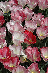Albert Heijn Tulip (Tulipa 'Albert Heijn') at Stonegate Gardens