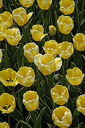 Garant Tulip (Tulipa 'Garant') at Stonegate Gardens