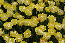 Akebono Tulip (Tulipa 'Akebono') at Stonegate Gardens