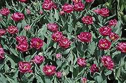 Lilac Perfection Tulip (Tulipa 'Lilac Perfection') at Stonegate Gardens