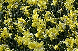 Stint Daffodil (Narcissus 'Stint') at Stonegate Gardens