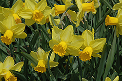 Larkwhistle Daffodil (Narcissus 'Larkwhistle') at Stonegate Gardens