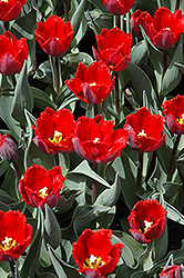 Arma Tulip (Tulipa 'Arma') at A Very Successful Garden Center