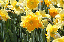 Mondragon Daffodil (Narcissus 'Mondragon') at Stonegate Gardens