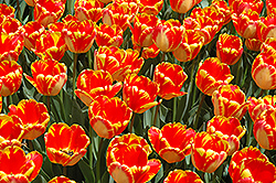 Banja Luka Tulip (Tulipa 'Banja Luka') at Stonegate Gardens