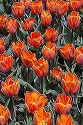 Princess Irene Tulip (Tulipa 'Princess Irene') at Stonegate Gardens