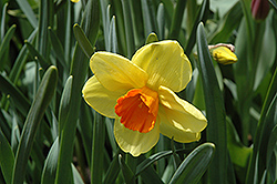 Ambergate Daffodil (Narcissus 'Ambergate') at Stonegate Gardens