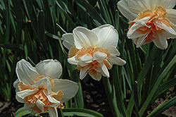 Delnashaugh Daffodil (Narcissus 'Delnashaugh') at Stonegate Gardens