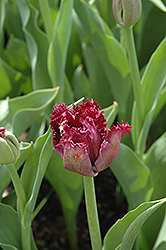 Black Jewel Tulip (Tulipa 'Black Jewel') at Stonegate Gardens
