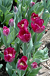 Cum Laude Tulip (Tulipa 'Cum Laude') at Lakeshore Garden Centres