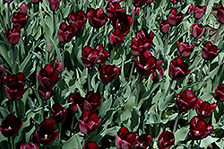 Recreado Tulip (Tulipa 'Recreado') at Stonegate Gardens