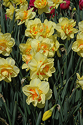 Tahiti Daffodil (Narcissus 'Tahiti') at Stonegate Gardens