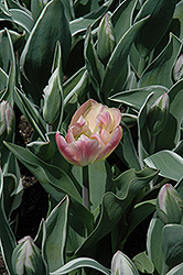 China Town Tulip (Tulipa 'China Town') at A Very Successful Garden Center