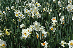 Geranium Daffodil (Narcissus 'Geranium') at Stonegate Gardens