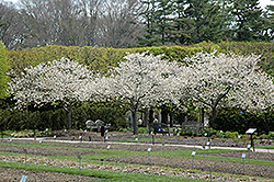 Mt. Fuji Flowering Cherry (Prunus serrulata 'Shirotae') at Stonegate Gardens
