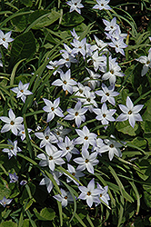 Wisley Blue Spring Starflower (Ipheion uniflorum 'Wisley Blue') at Stonegate Gardens