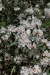 Hockessin Rhododendron (Rhododendron 'Hockessin') at Stonegate Gardens