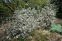 Hockessin Rhododendron (Rhododendron 'Hockessin') at Stonegate Gardens
