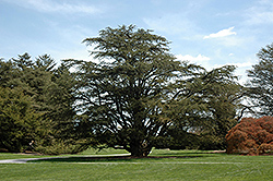 Atlas Cedar (Cedrus atlantica) at Stonegate Gardens