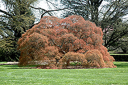 Ornatum Japanese Maple (Acer palmatum 'Ornatum') at Stonegate Gardens