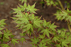 Tsukasa Silhouette Japanese Maple (Acer palmatum 'Tsukasa Silhouette') at Stonegate Gardens