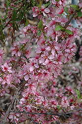 Dwarf Bush Cherry (Prunus jacquemontii) at Stonegate Gardens