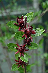 Roy's Dark Red Sweetshrub (Calycanthus floridus 'KLMY') at Stonegate Gardens