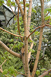 Erythrocladum Moosewood (Acer pensylvanicum 'Erythrocladum') at Stonegate Gardens