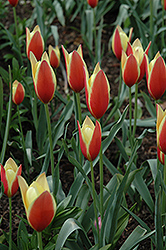 Tinka Tulip (Tulipa 'Tinka') at Stonegate Gardens