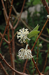 Oriental Paper Bush (Edgeworthia chrysantha) at Stonegate Gardens