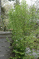 Aurea Orixa (Orixa japonica 'Aurea') at Stonegate Gardens