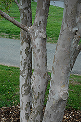 Hybrid Stewartia (Stewartia x henryae) at Stonegate Gardens