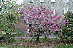Ace Of Hearts Redbud (Cercis canadensis 'Ace Of Hearts') at Stonegate Gardens