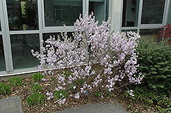 Hackenberry Lilac Daphne (Daphne genkwa 'Hackenberry') at Stonegate Gardens