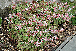 Pink Champagne Fairy Wings (Epimedium 'Pink Champagne') at Stonegate Gardens