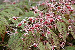 Pink Champagne Fairy Wings (Epimedium 'Pink Champagne') at Stonegate Gardens