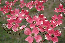 Cherokee Chief Flowering Dogwood (Cornus florida 'Cherokee Chief') at Lakeshore Garden Centres