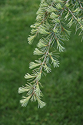 Karl Fuchs Deodar Cedar (Cedrus deodara 'Karl Fuchs') at Stonegate Gardens