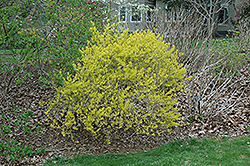Evergold Forsythia (Forsythia x intermedia 'Evergold') at Stonegate Gardens