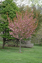 Sekiyama Flowering Cherry (Prunus serrulata 'Sekiyama') at Stonegate Gardens