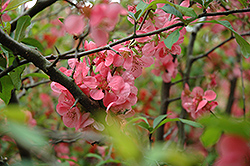 Nivalis Flowering Quince (Chaenomeles speciosa 'Nivalis') at Stonegate Gardens