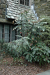 Leatherleaf Mahonia (Mahonia bealei) at Stonegate Gardens