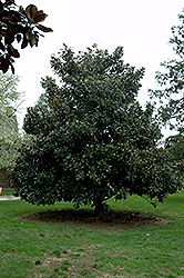 Victoria Magnolia (Magnolia grandiflora 'Victoria') at Stonegate Gardens