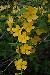 Shannon Japanese Kerria (Kerria japonica 'Shannon') at Stonegate Gardens
