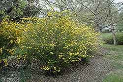 Shannon Japanese Kerria (Kerria japonica 'Shannon') at Stonegate Gardens