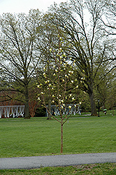 Golden Pond Magnolia (Magnolia 'Golden Pond') at Stonegate Gardens