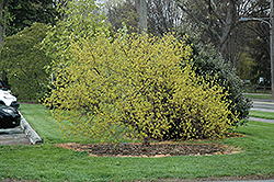 Golden Cornelian Cherry Dogwood (Cornus mas 'Aurea') at Stonegate Gardens