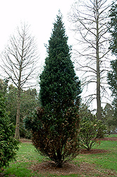 Columnar Lawson Falsecypress (Chamaecyparis lawsoniana 'Columnaris') at Stonegate Gardens